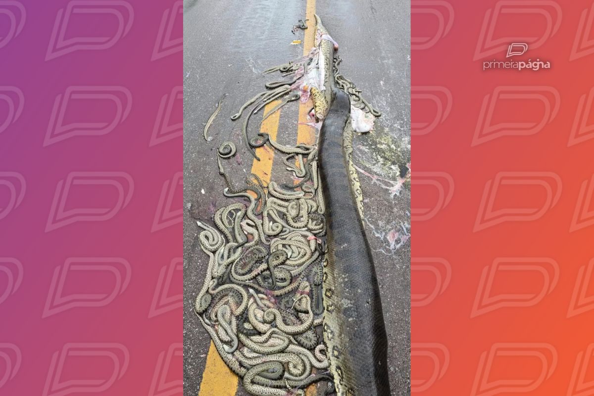 Sucuri e filhotes morreram após atropelamento em estrada de MT. - Foto: Ederson Negri Antonioli
