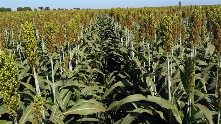 Sorgo amplia espaço na segunda safra do MT