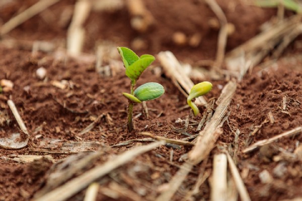 Medida do governo mantém custo dos fertilizantes e fortalece competitividade do agro em MT, diz Aprosoja