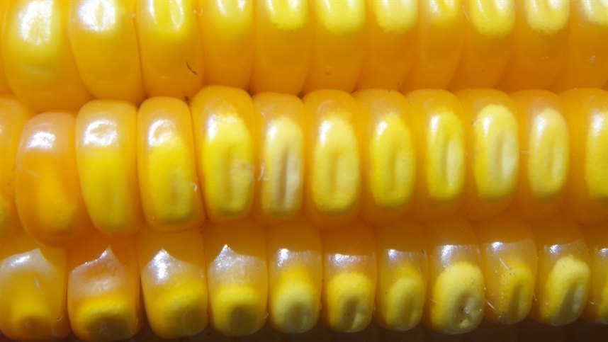 Cotações do milho oscilam com dólar e Chicago em baixa