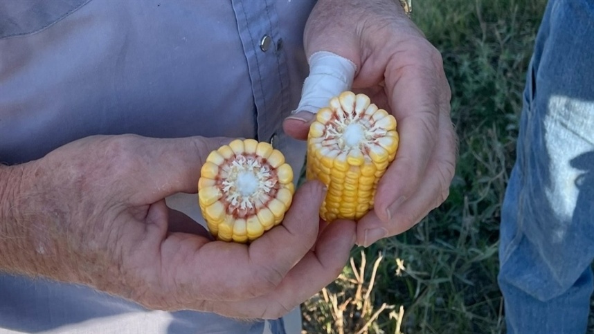 Preços de grãos recuam com pressão da safra