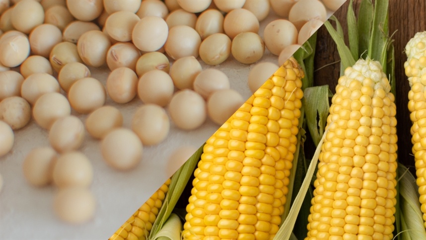 Falta de chuva pressiona milho e soja no Sul