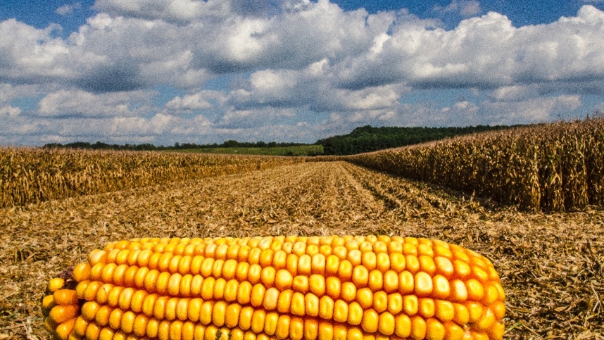 Mercado de milho segue pressionado no início do ano