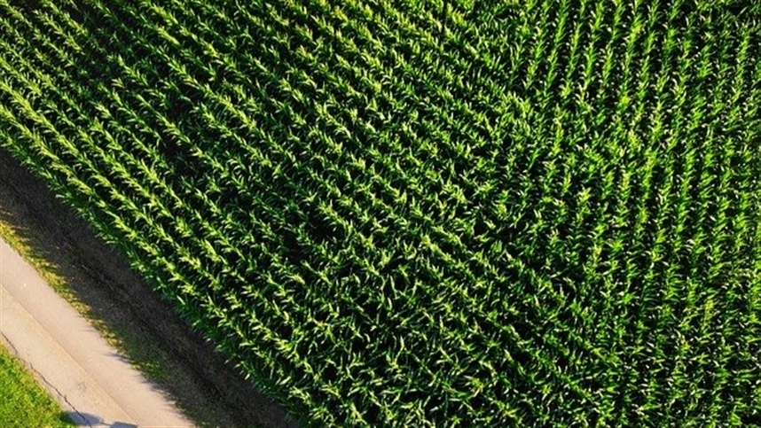 Mercado de milho segue a mesma toada