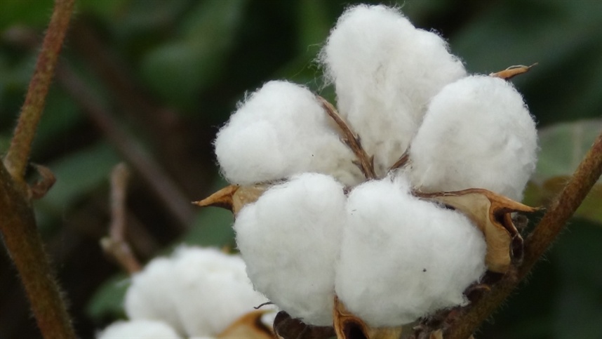 Brasil deve registrar segunda maior produção de algodão da história