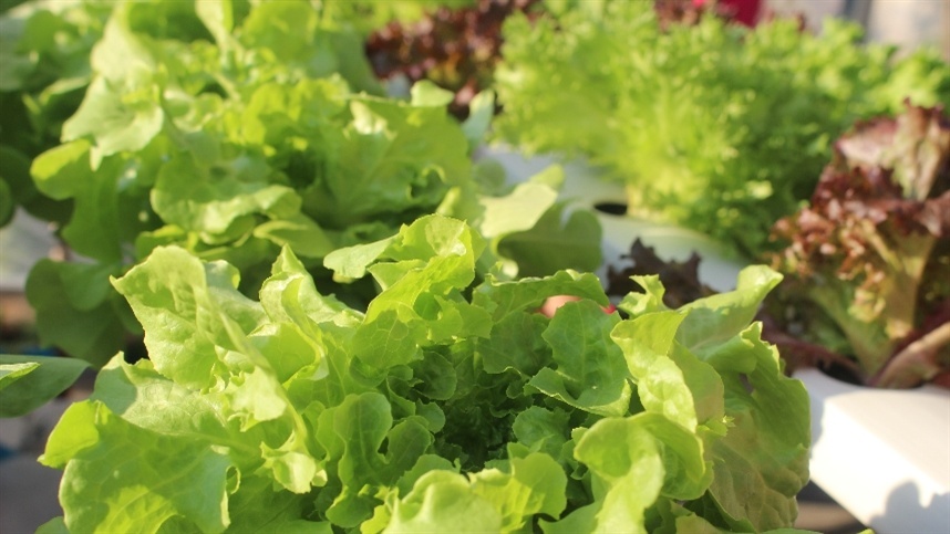 São Paulo colheu mais de 220 mil toneladas de alface