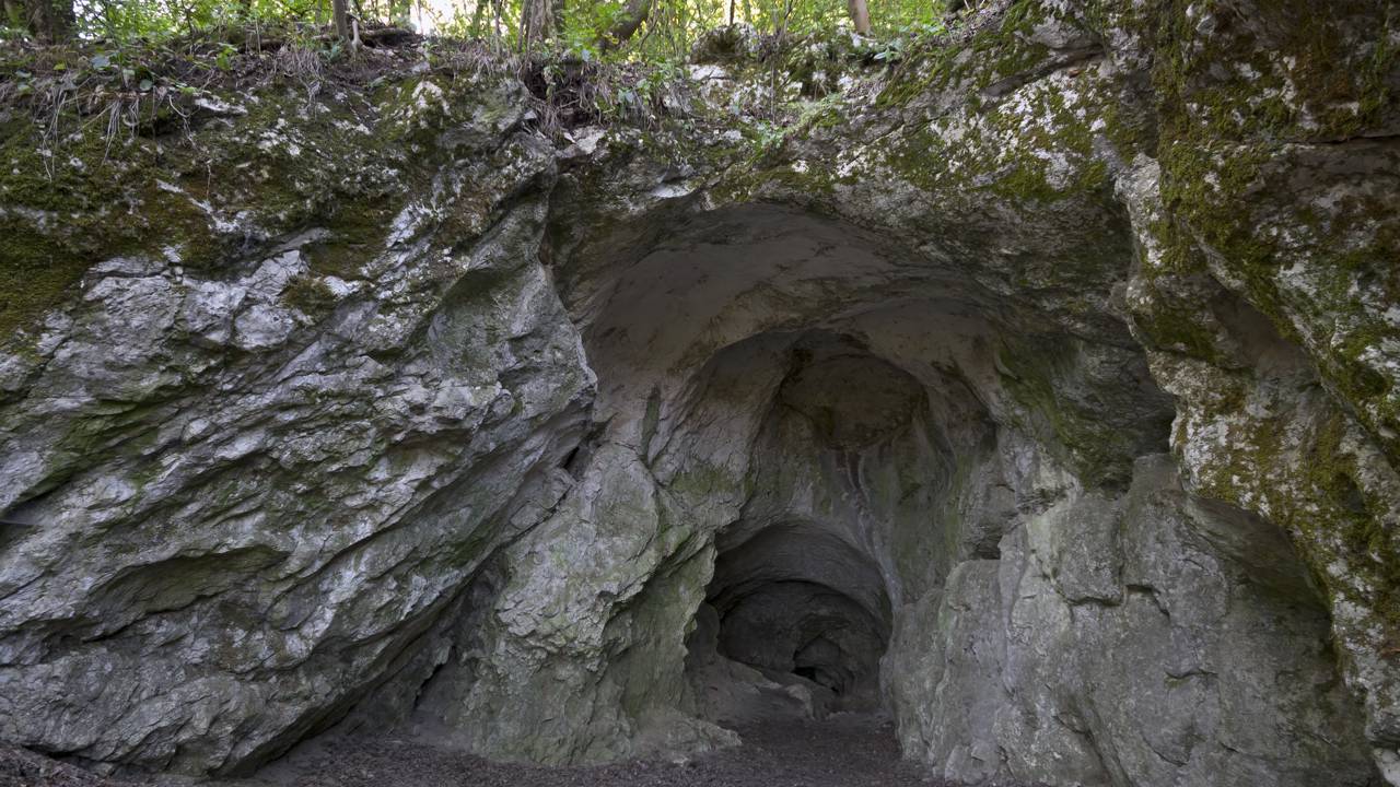 Nova espécie animal com mais de 100 milhões anos é descoberta por pesquisadores na Espanha