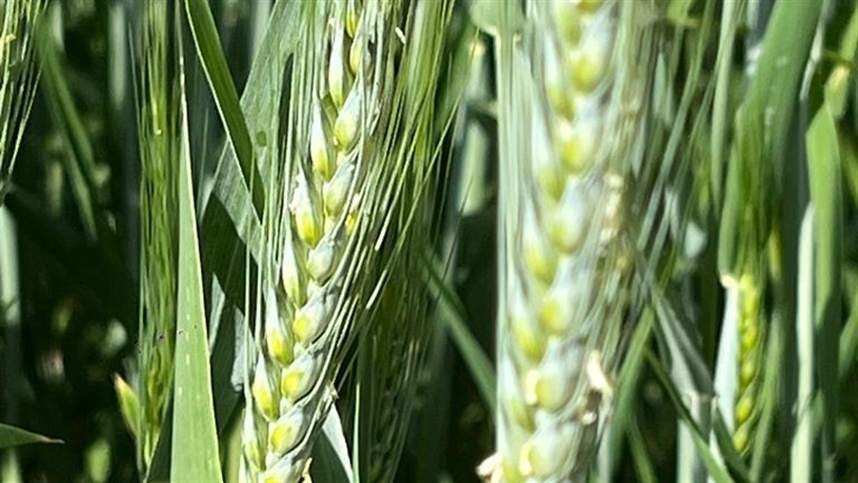 Trigo recua com melhora nas condições climáticas