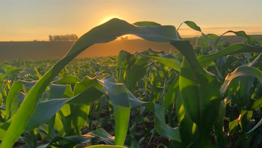 Liquidez de milho permanece limitada
