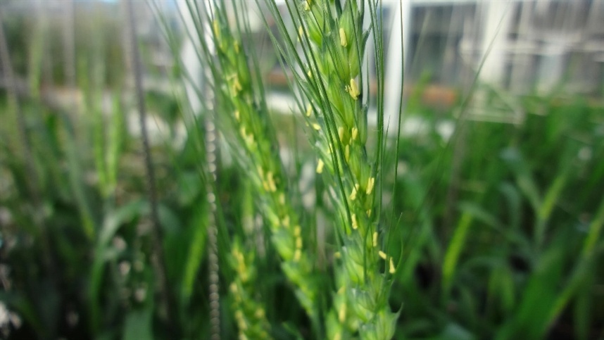 Mercado de trigo mostra reação no Paraguai