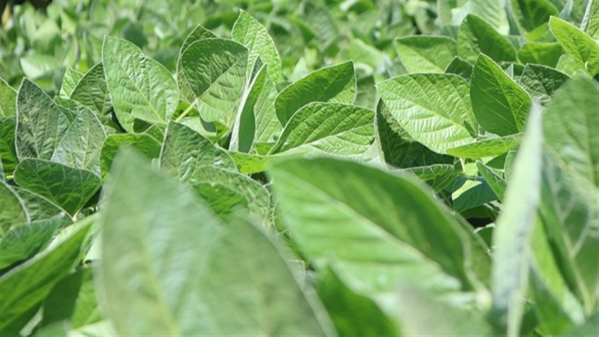 Ajustes técnicos marcam abertura dos grãos