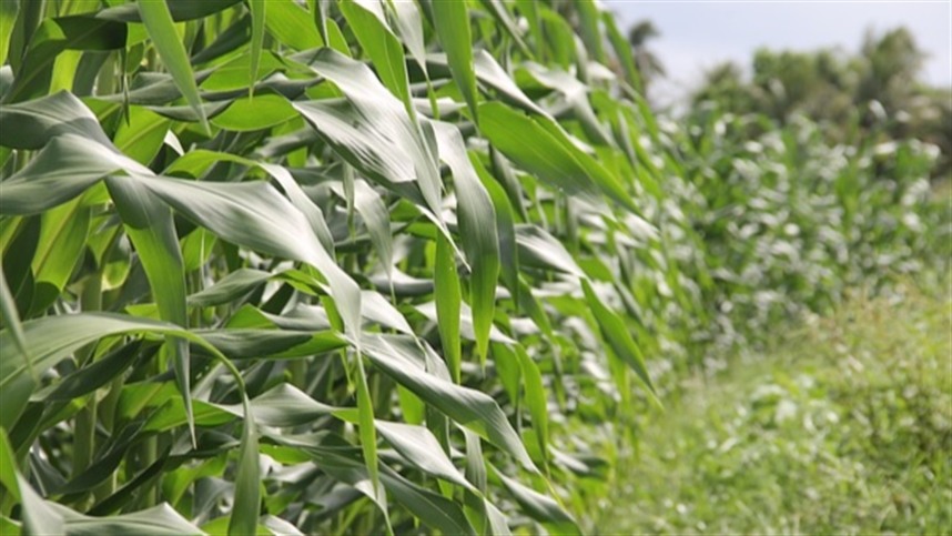 Mercado futuro de milho fecha a semana com oscilações