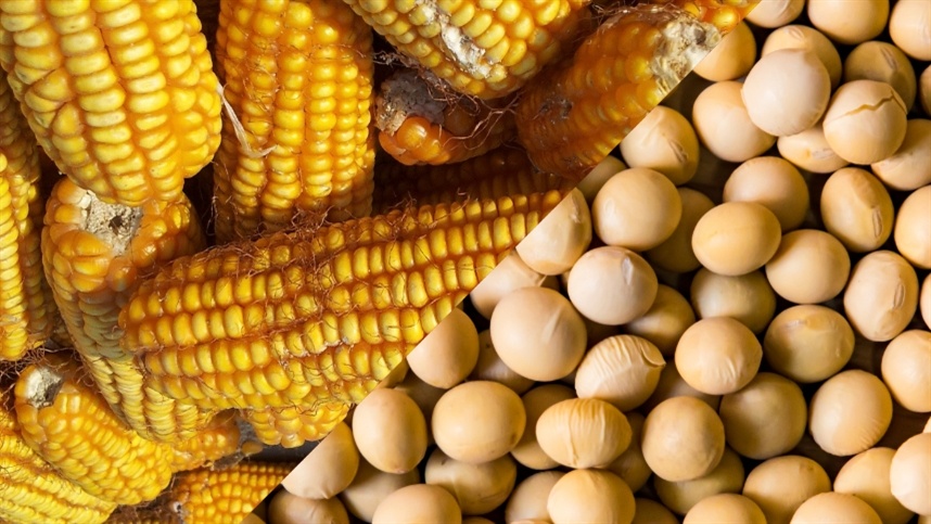 Mercados agrícolas iniciam o dia com viés positivo