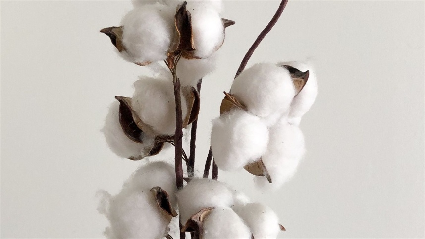 Exportações de algodão caem 0,49%