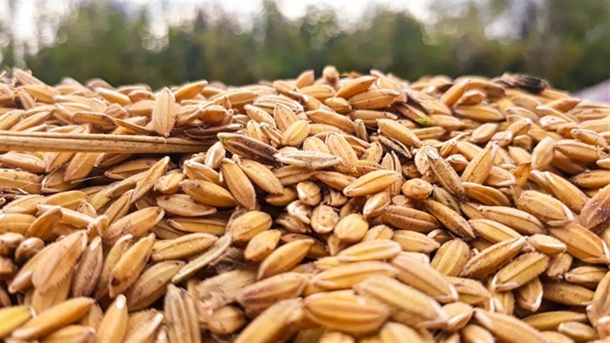 Transição tributária começa a impactar mercado do arroz