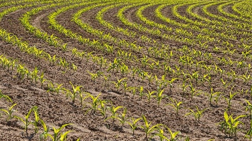 Mercado de terras teve ritmo moderado em 2025