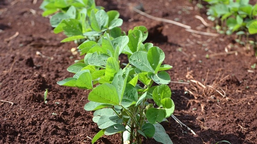 Confira como está a soja nos estados