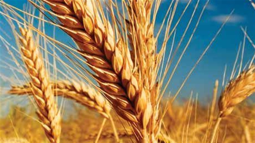 Mercado de trigo segue travado no Sul