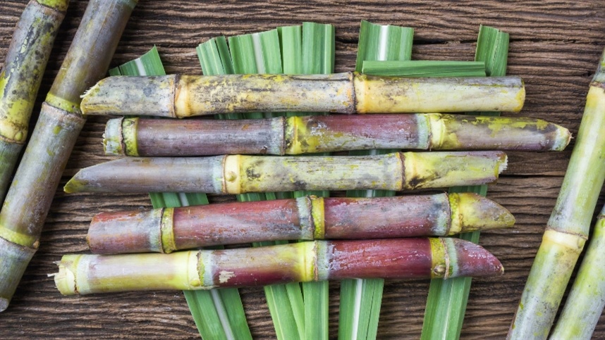 Materiais biodegradáveis ganham espaço na indústria