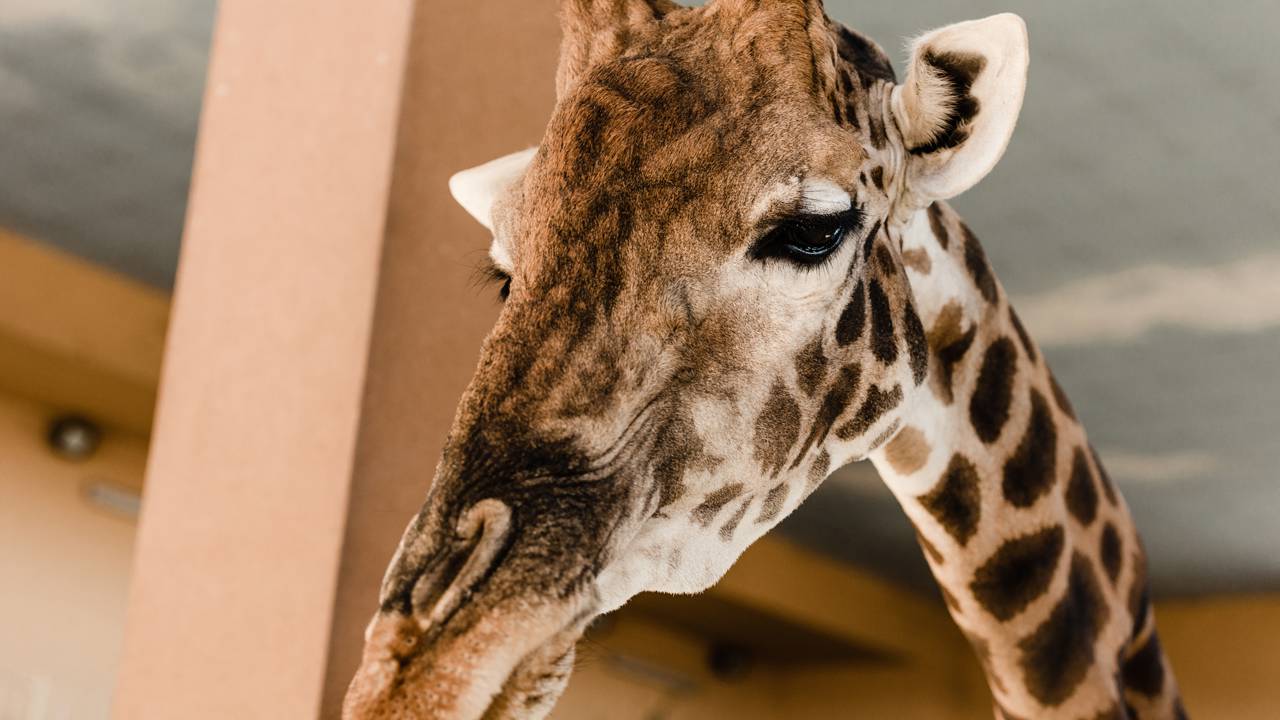 Kiko, a Girafa que não deveria ter morrido