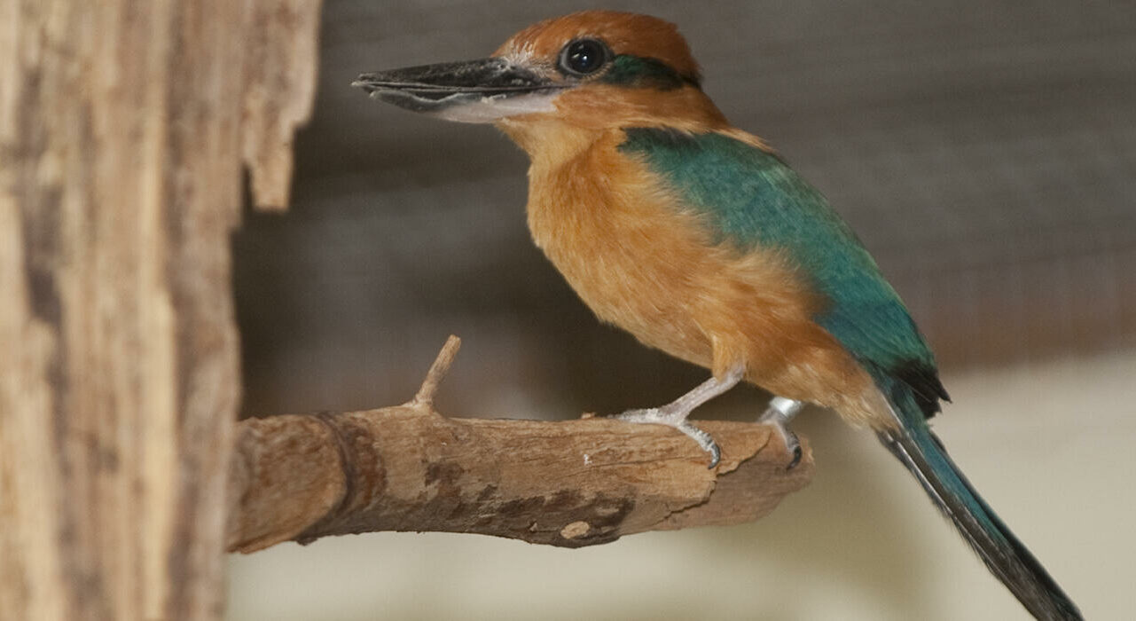 O incrível retorno do pássaro Sihek da extinção