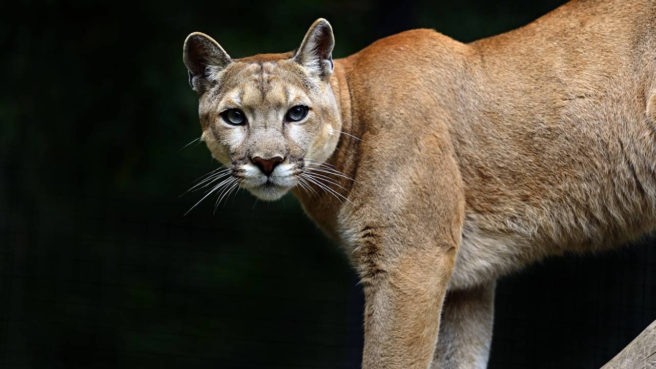 Mulher é encontrada morta suspeita de ataque de puma