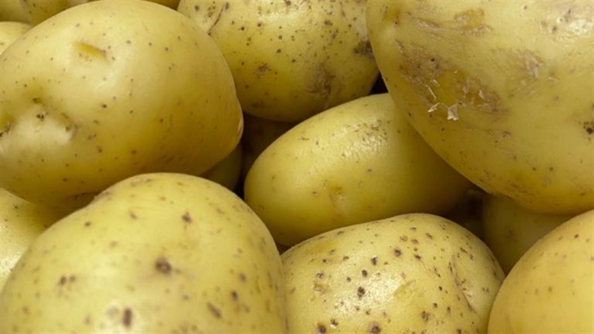 Paraná cultiva 26,8 mil ha de batata