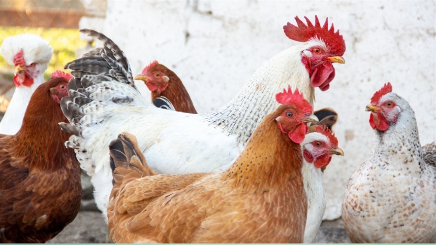 Exportação de frango recua em faturamento