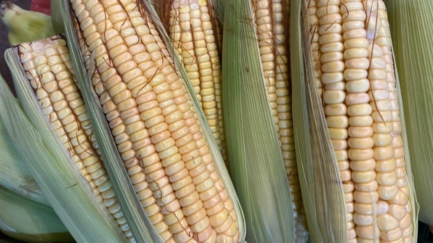 Milho 25/26 tem área mantida e produção menor