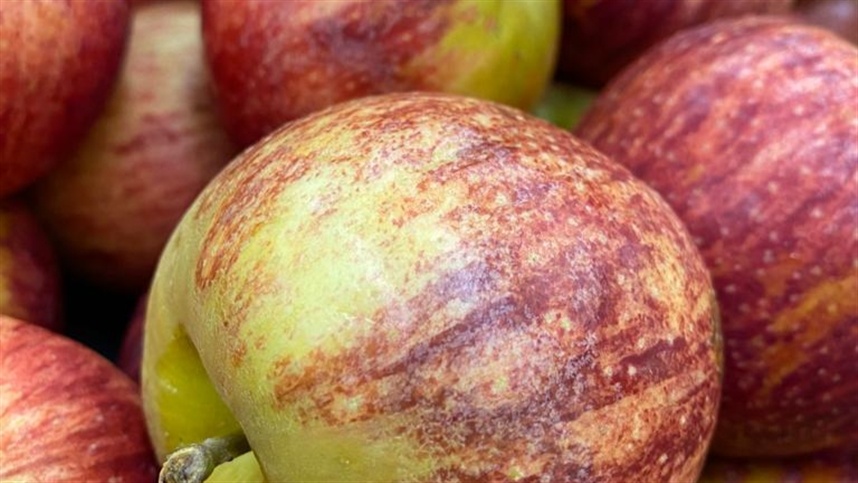 Produção de maçã pode crescer quase 28% em Santa Catarina