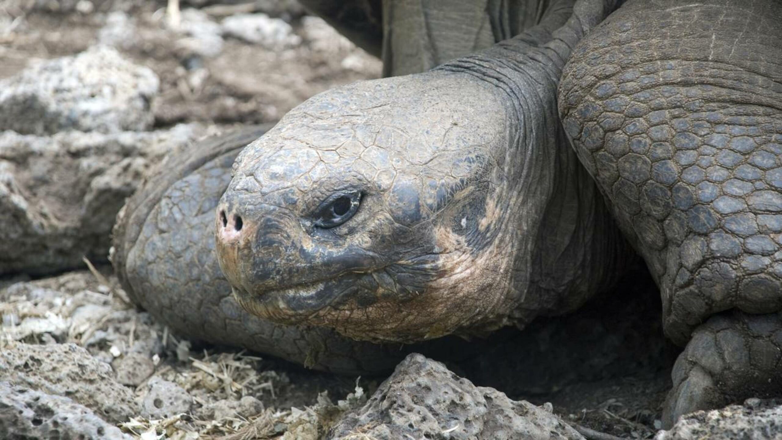Tartarugas gigantes de Floreana voltam após 180 anos