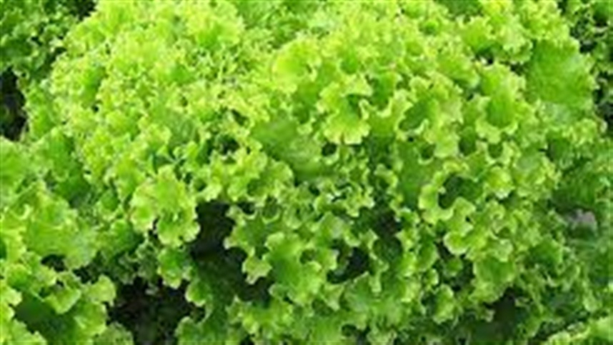 Fungo silencioso pode destruir a produção de alface