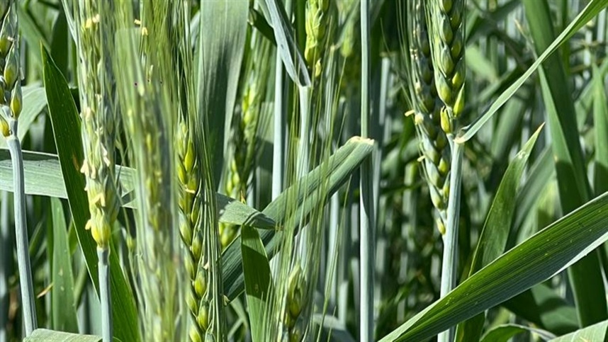 Trigo surpreende e cenário global acende alerta