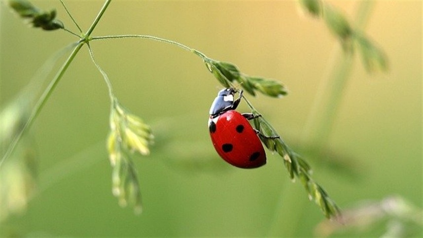 Joaninhas ajudam no controle de pragas no campo