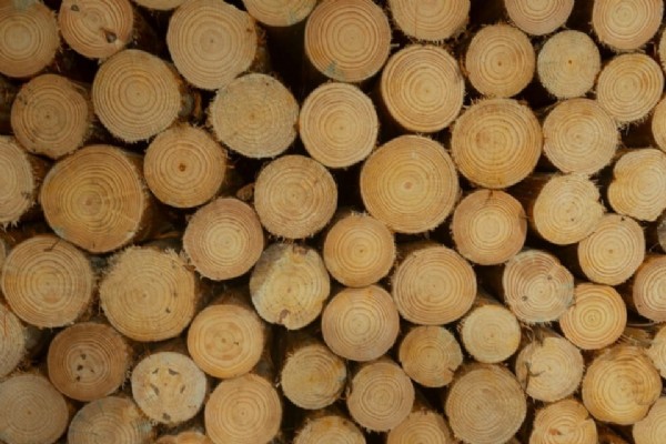 Com novo Plano Florestal, Cidinho Santos ressalta: “MT transforma recurso desperdiçado em solução industrial estruturada”