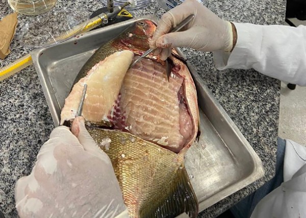 Embrapa e UFMT identificam presença de Salmonella em mais de 30% dos peixes de viveiros de MT