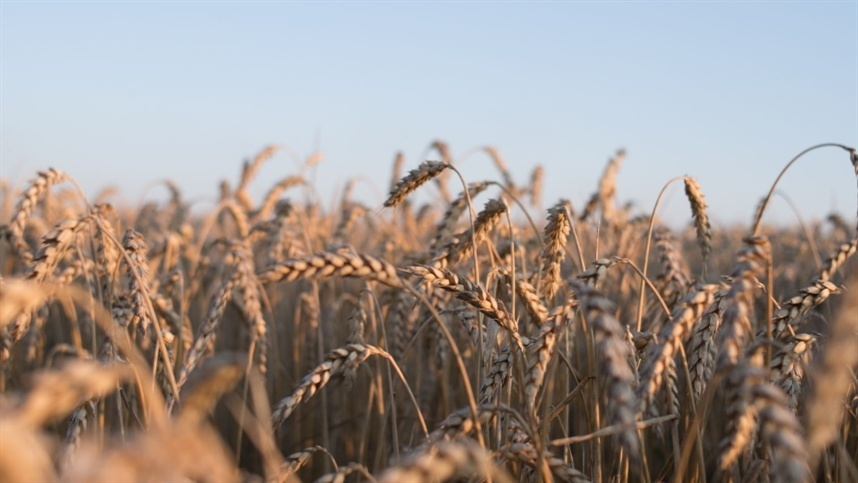 Mercado de trigo registra alta no Sul do país