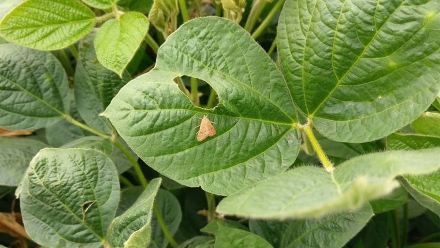 Mercado de soja oscila com pressão logística