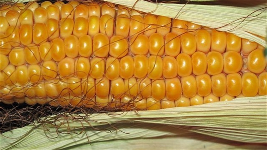 Milho entra em fase decisiva com lavouras implantadas