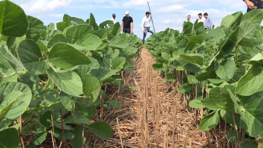 Evolução genética impulsiona produtividade da soja