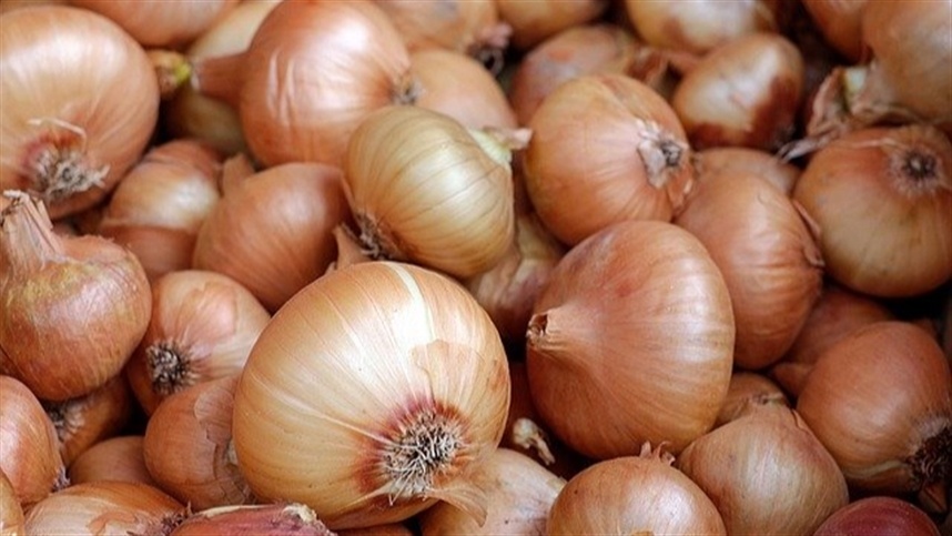 Raiz rosada pode destruir lavouras de cebola