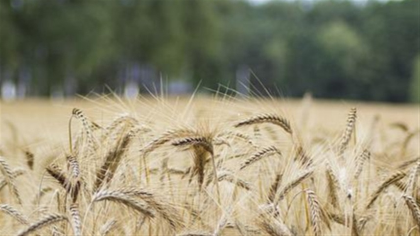 Trigo dispara e acende alerta no mercado