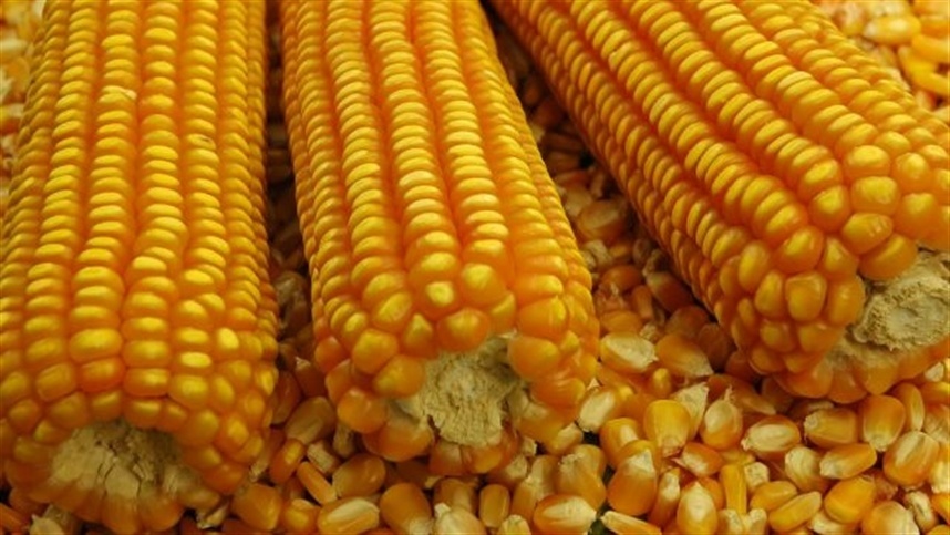 Milho não entrega o que o produtor espera