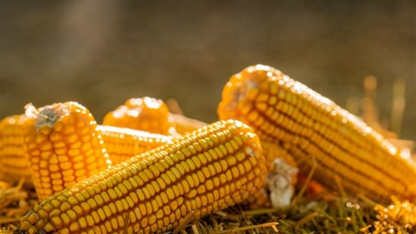 Milho cai no dia, mas surpreende no mês