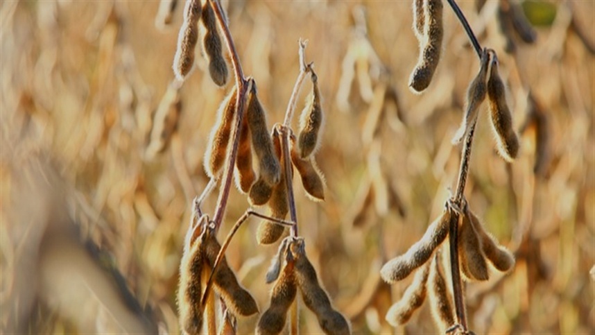 Produção de soja bate recorde em Mato Grosso