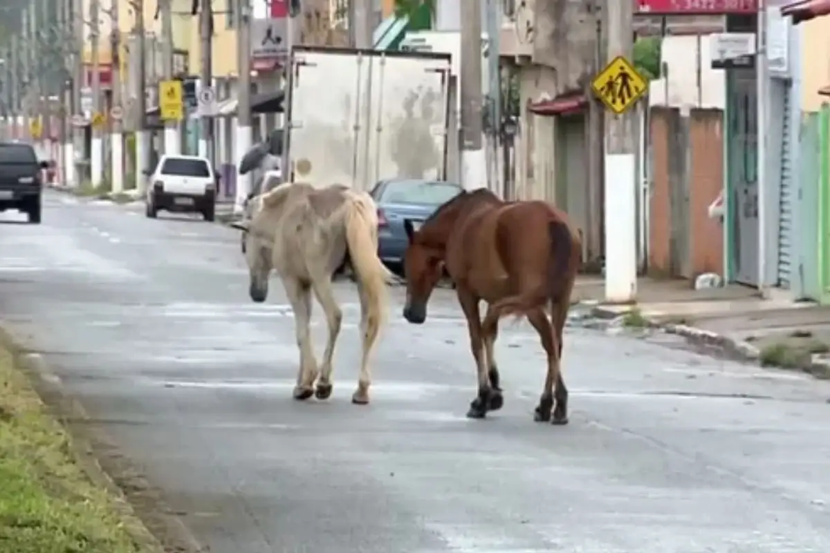 Cavalos soltos de Cuiabá poderão ser recolhidos e adotados