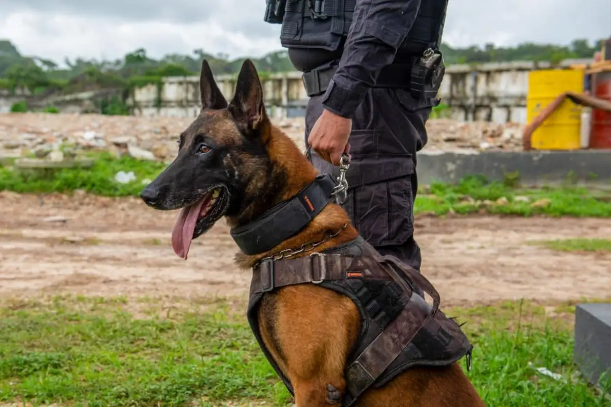 Projeto que prevê atendimento vitalício a cães policiais aposentados é vetado