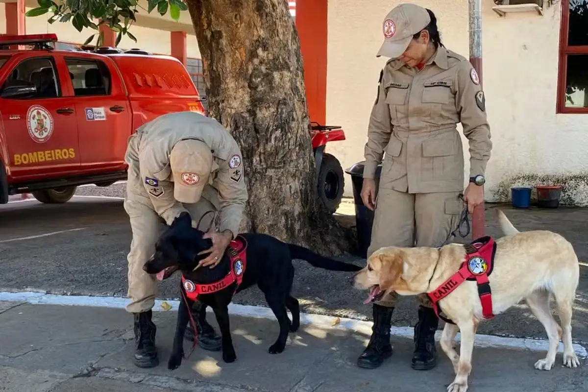 Roubo loja sapatos 18