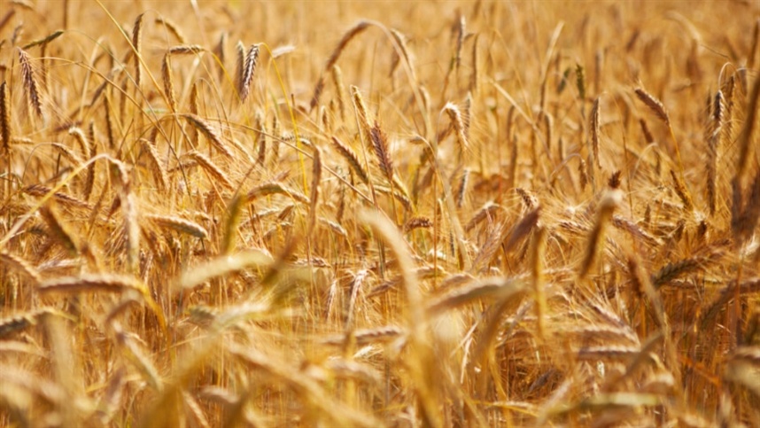 Trigo dispara e pressiona compradores no Sul