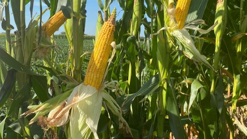 Milho 2025/26 tem 91% das lavouras em boa condição